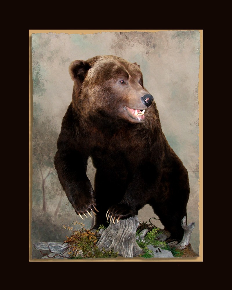 Brown Bear Final