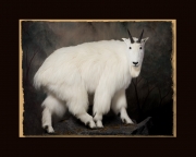 Mountain Goat All Seasons Taxidermy large