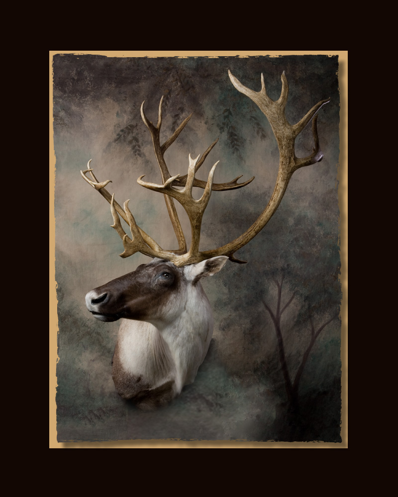 Caribou All Seasons Taxidermy large