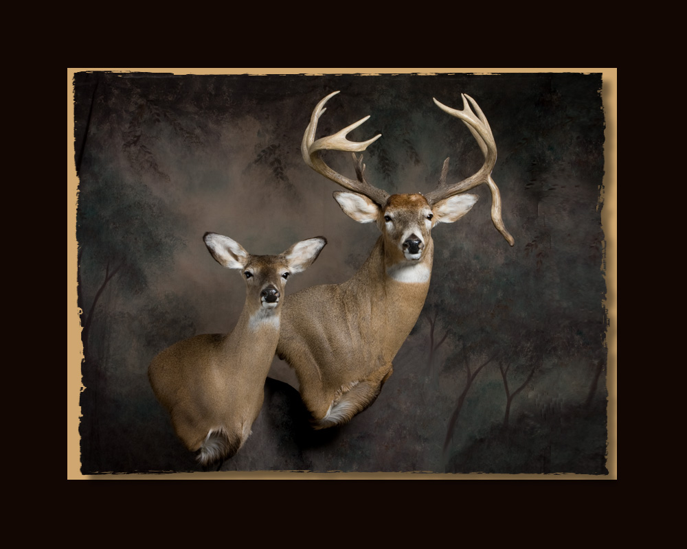 Double Deer Mount All Seasons Taxidermy large