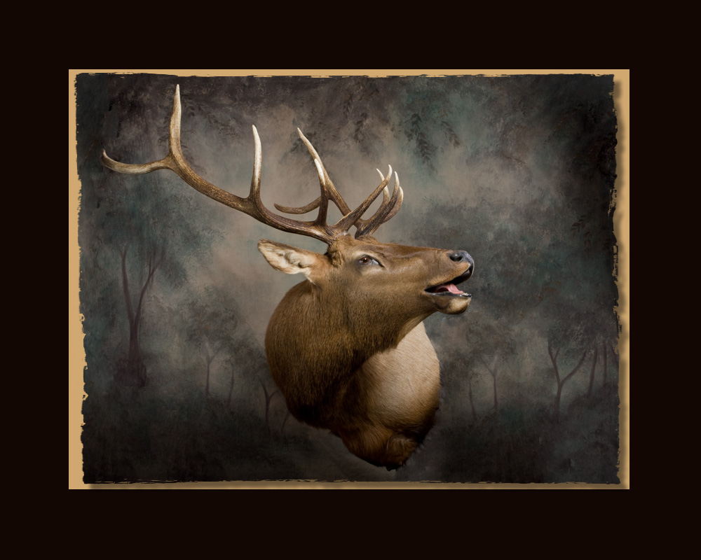 Elk All Seasons Taxidermy large