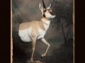 Antelope All Seasons Taxidermy large