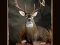 Deer on knees All Seasons Taxidermy large