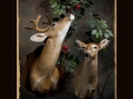 Fawn Button Deer All Seasons Taxidermy large