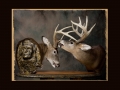 Fighting Deer All Seasons Taxidermy large