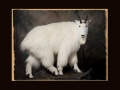 Mountain Goat All Seasons Taxidermy large