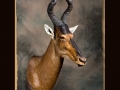 Red Hartebe All Seasons Taxidermy All Seasons Taxidermy large
