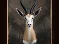 Springbok All Seasons Taxidermy large