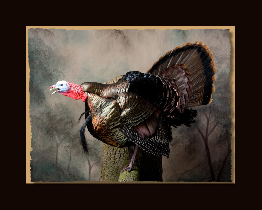 Wild Turkey All Seasons Taxidermy large